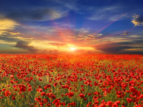 Sunset over poppy field — Stock Photo, Image