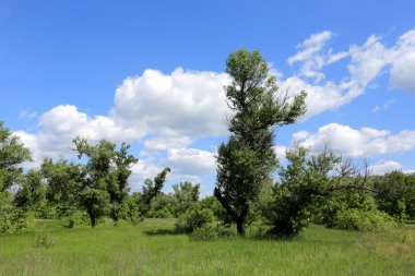 Yaz aylarında bozkır