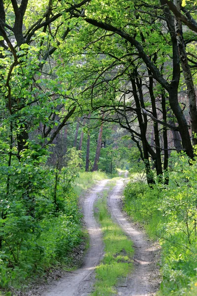 Väg i grön skog — Stockfoto