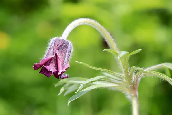 Pasque flower — Stock Photo, Image