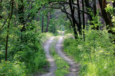 Yeşil ormanda yol