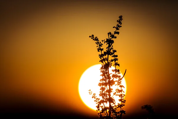 Plant over big sun sunset background — Stock Photo, Image