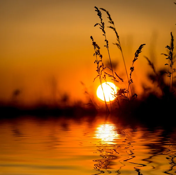 Wildes Gras über großen Sonnenuntergang Hintergrund — Stockfoto