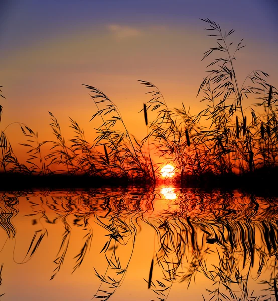 Grass on sunset sky background over lake water — Stock Photo, Image