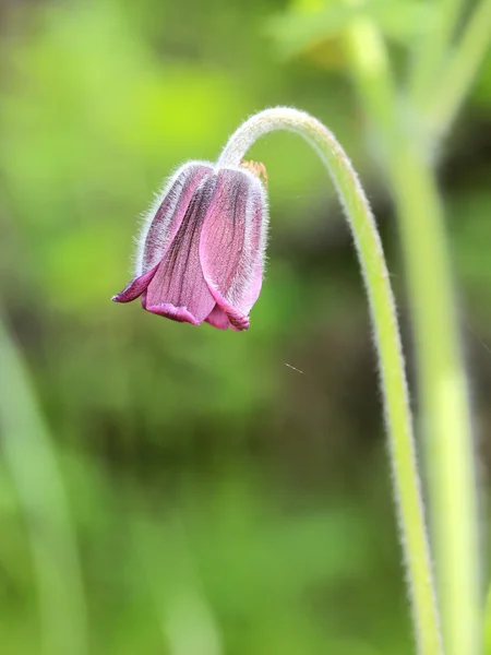 Nice pasque flower — Stock Photo, Image