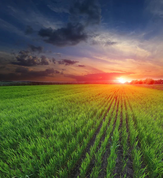 Tramonto sul campo verde — Foto Stock