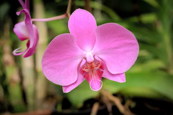 Nice Orchid flower — Stock Photo, Image