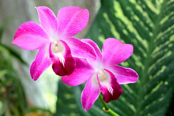 Jolies fleurs d'orchidées — Photo