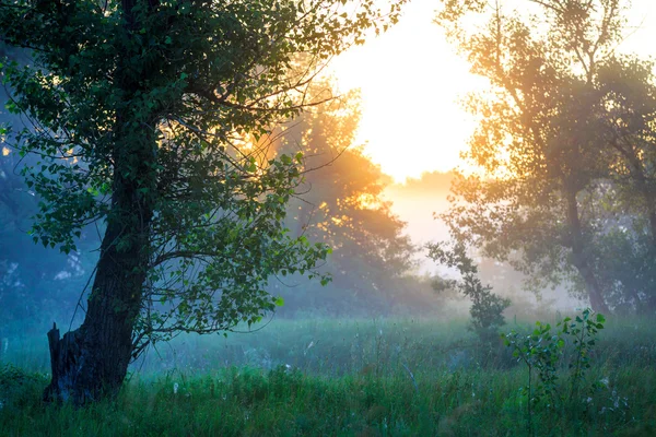 Temprano en el bosque — Foto de Stock