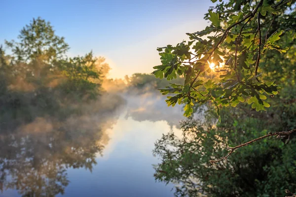 Bel paesaggio di girasole sul fiume — Foto Stock