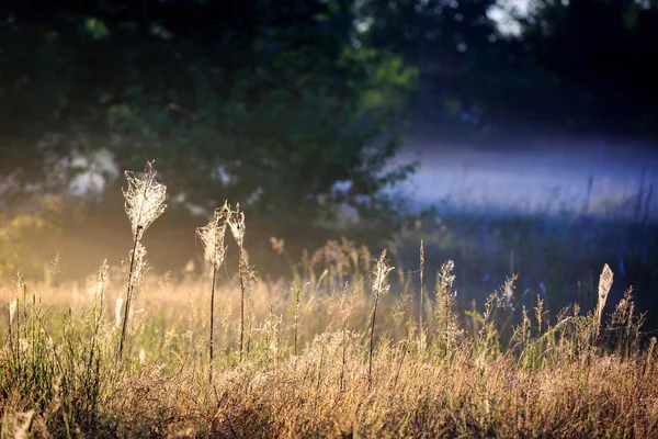 Grass with web — Stock Photo, Image