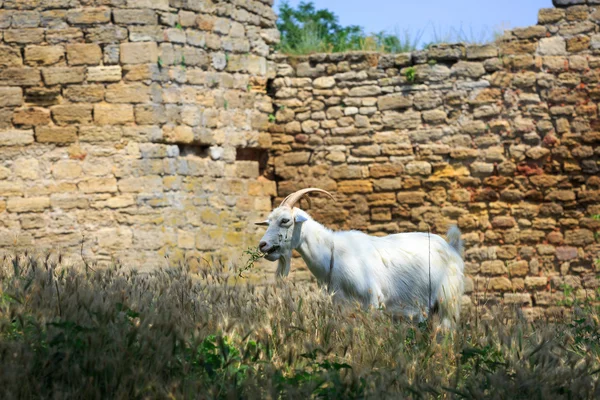 Kozy na pastvu — Stock fotografie