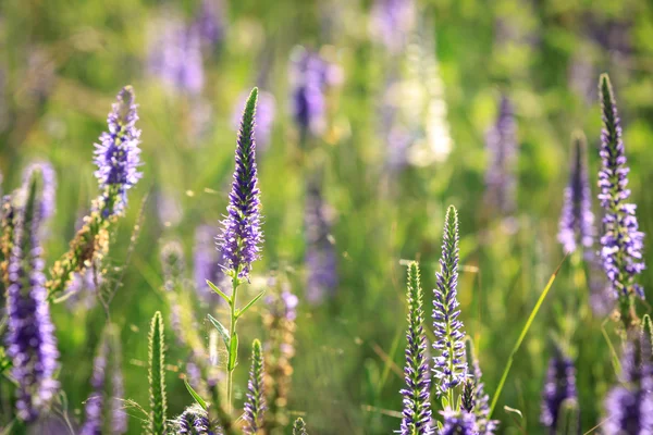 Trevlig sommar blomma äng — Stockfoto