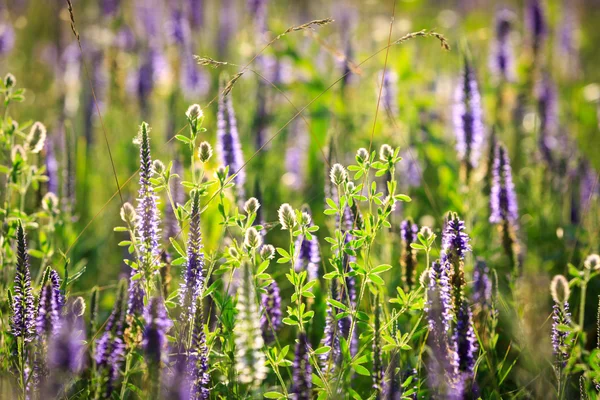 野生の花で夏の草原 — ストック写真