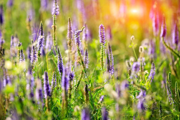 素敵な青い野生花草原 — ストック写真