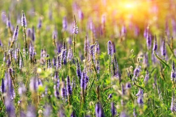 Sommar blomma äng — Stockfoto