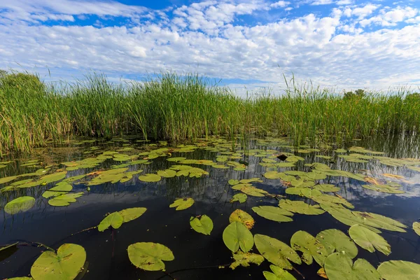 Foglie di canna e lilys — Foto Stock