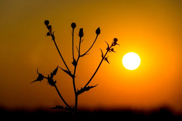 Fleur sauvage sur fond de coucher de soleil — Photo