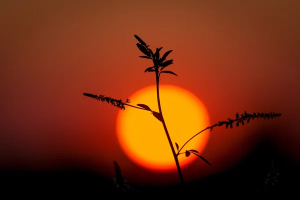 Plant op grote zon achtergrond — Stockfoto