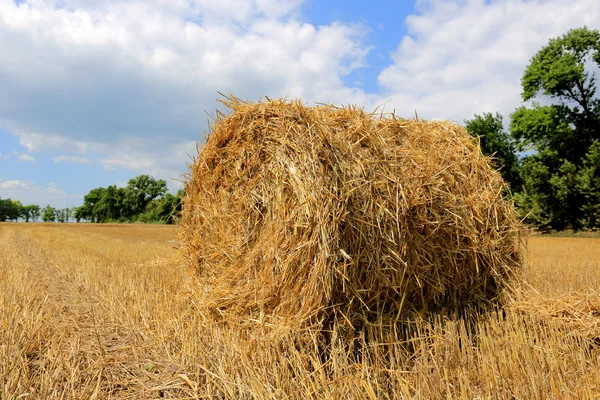 Rolo de feno no campo de cultivo — Fotografia de Stock