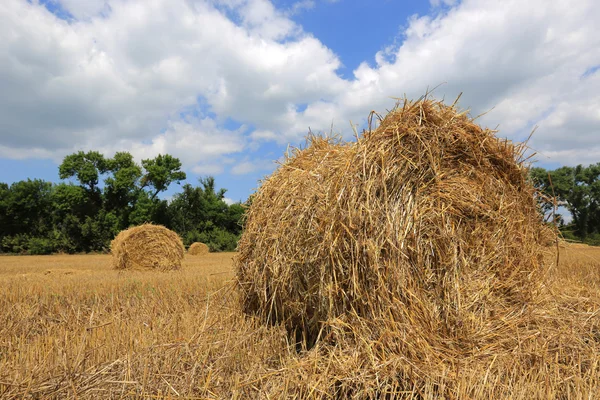 Campo de cultivo de verão com rolos de feno — Fotografia de Stock