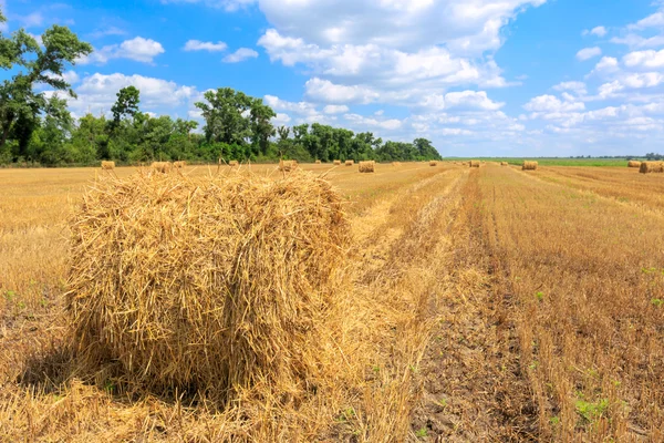 Agricultural field with hay rolls — Stock Photo, Image