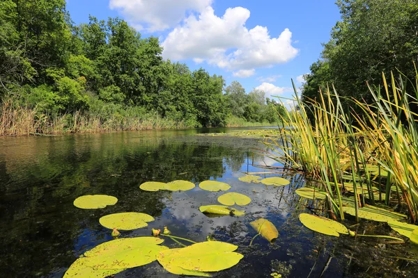 Paisagem de verão no lago — Fotografia de Stock