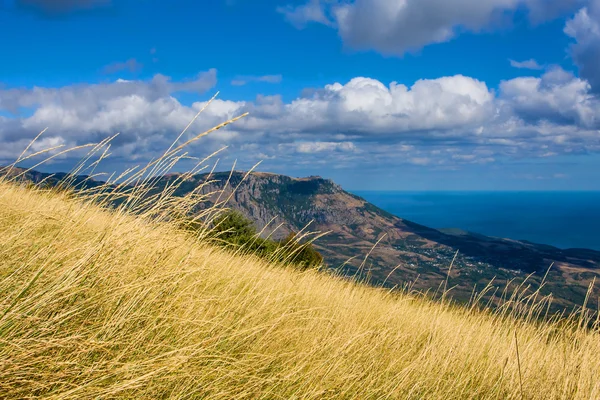 Prato di montagna — Foto Stock