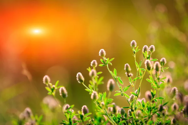 Belle prairie de fleurs d'été — Photo