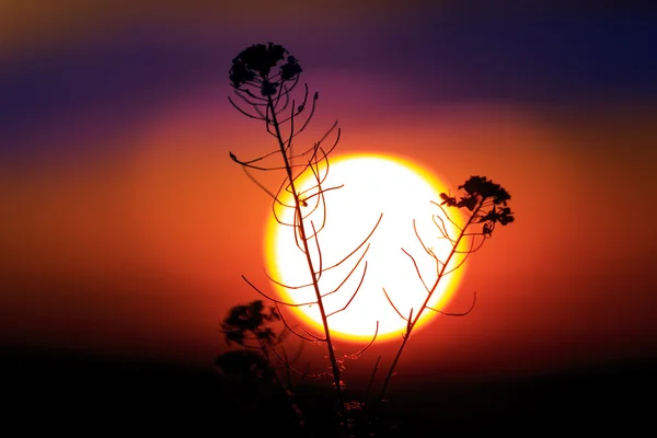 Kır çiçeği büyük güneş karşı — Stok fotoğraf
