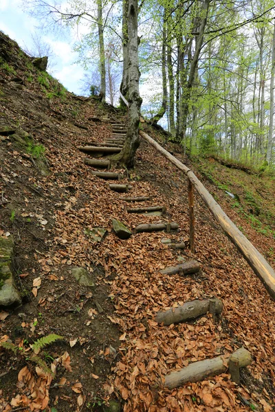 Escaliers en bois dans la forêt — Photo