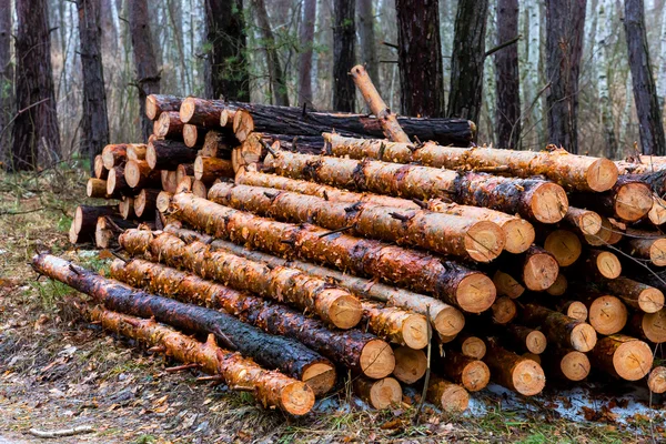 Dřevo v lese — Stock fotografie