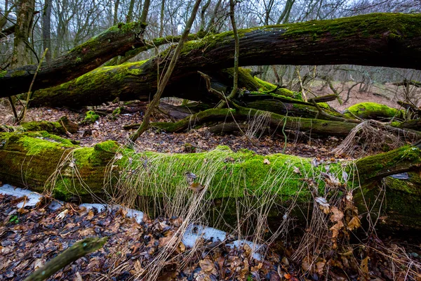 Oude eikenbossen in diepe bossen — Stockfoto