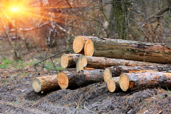 Wooden logs in forest — Stock Photo, Image