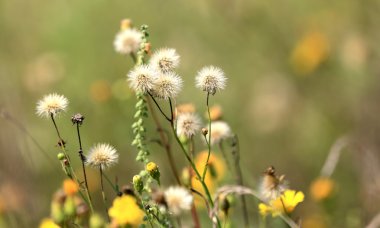 kır çiçekleri çayır üzerinde