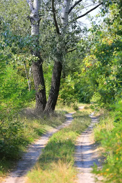 Lantlig väg i skogen — Stockfoto