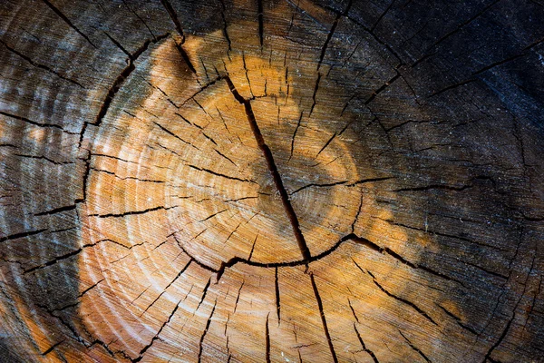 Textura del tocón del árbol —  Fotos de Stock