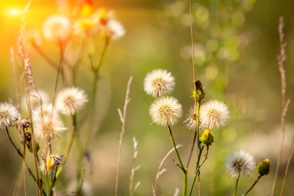 Ładne lato kwiatów łąka — Zdjęcie stockowe