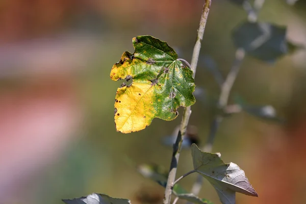 Ramita de otoño una hoja —  Fotos de Stock