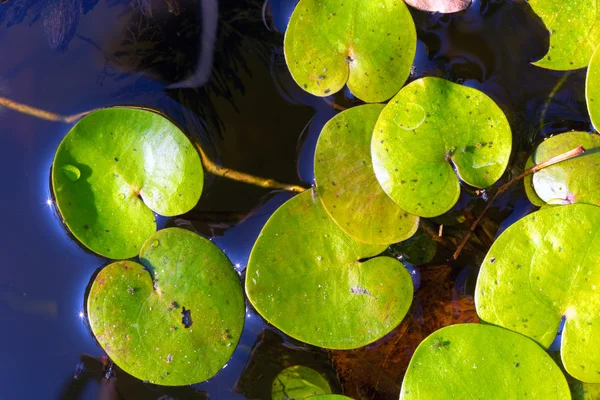 Folhas de ervas daninhas à deriva na superfície da água — Fotografia de Stock