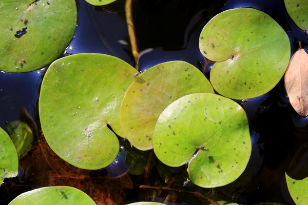 Belles feuilles vertes sur l'eau du lac — Photo