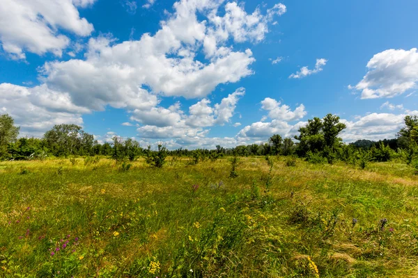 Schöne Sommerwiese — Stockfoto