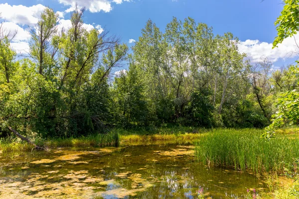 Bog in summer forest — Stock Photo, Image