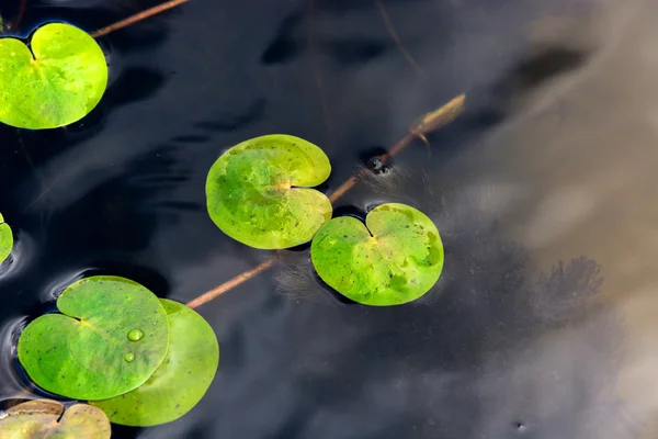 Green leafs on lake water — Stock Photo, Image