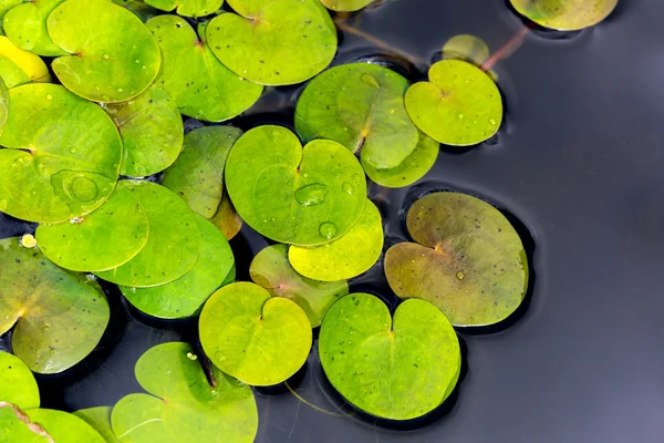 Driftweeds feuilles sur la surface de l'eau — Photo