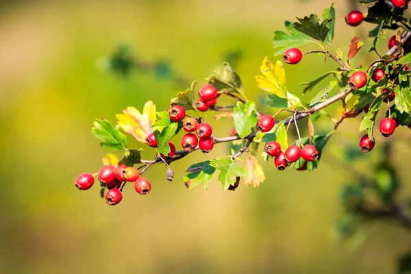 Hloh větvička s červeným berry — Stock fotografie