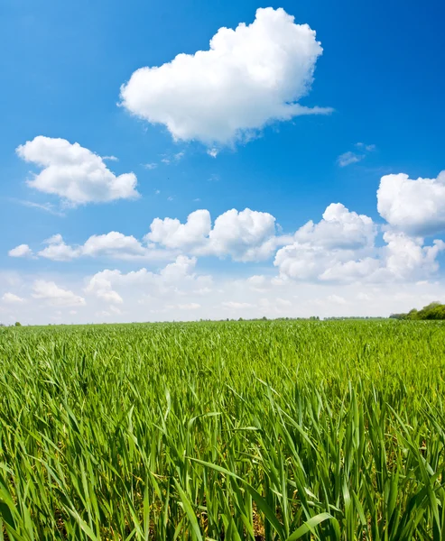 Groene weide — Stockfoto