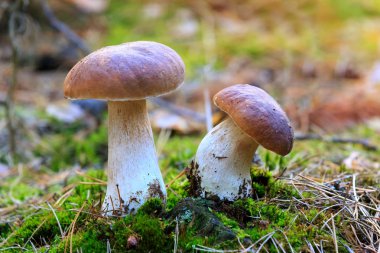 ormandaki mantarları