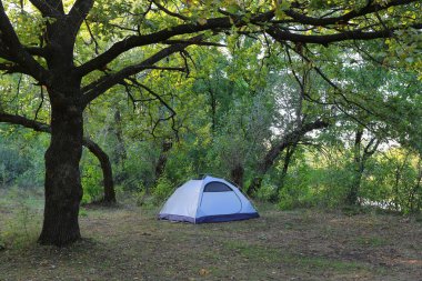 Ormandaki büyük aok ağacının altında turist çadırı