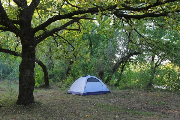 Ormandaki büyük aok ağacının altında turist çadırı